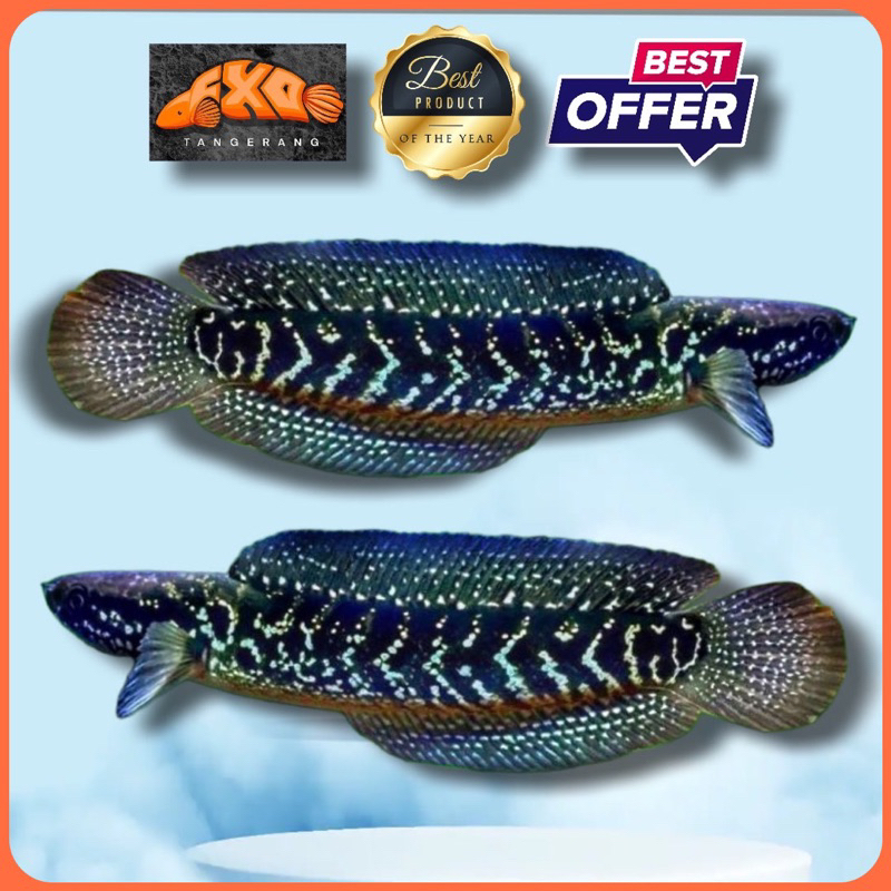Asiatica Ws Gondrong Singel Tank Kualitas+++