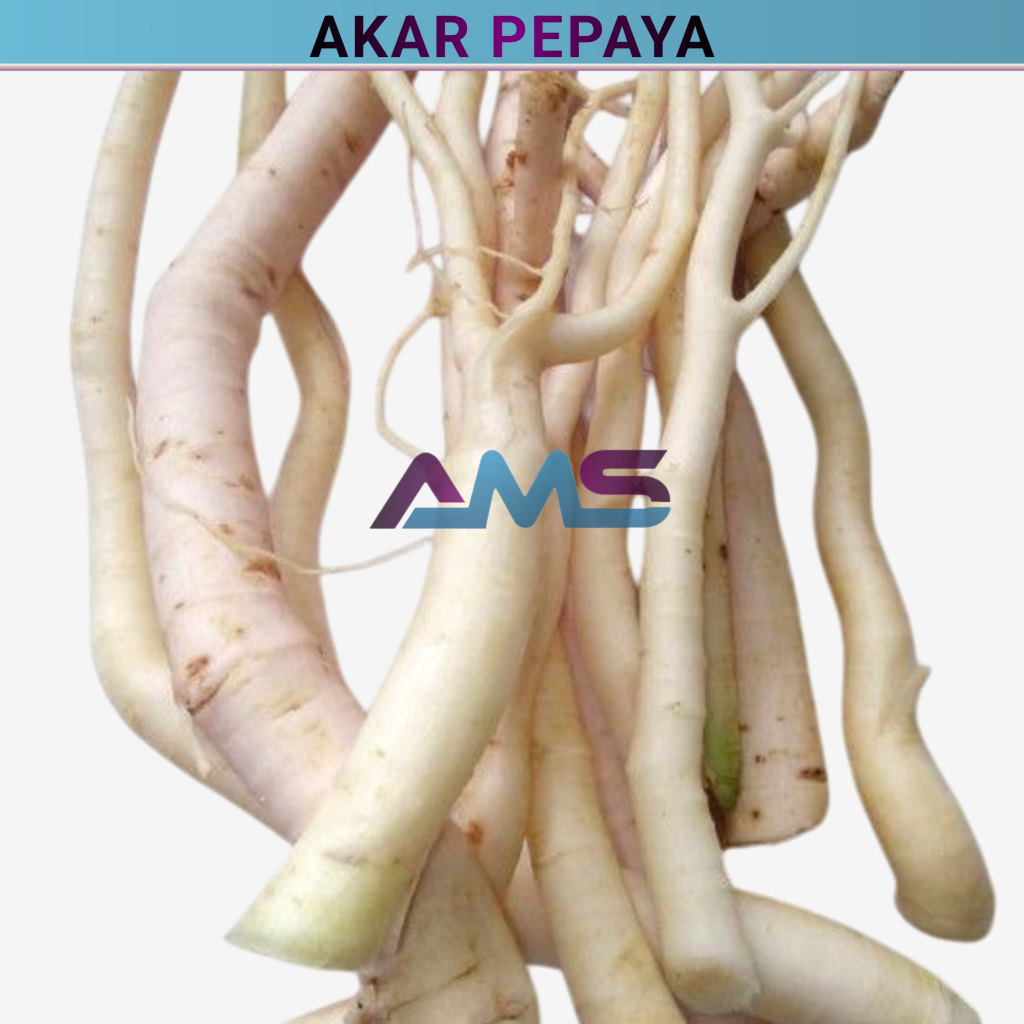 

Akar Pepaya Segar 1,kg Akar Pohon pepaya