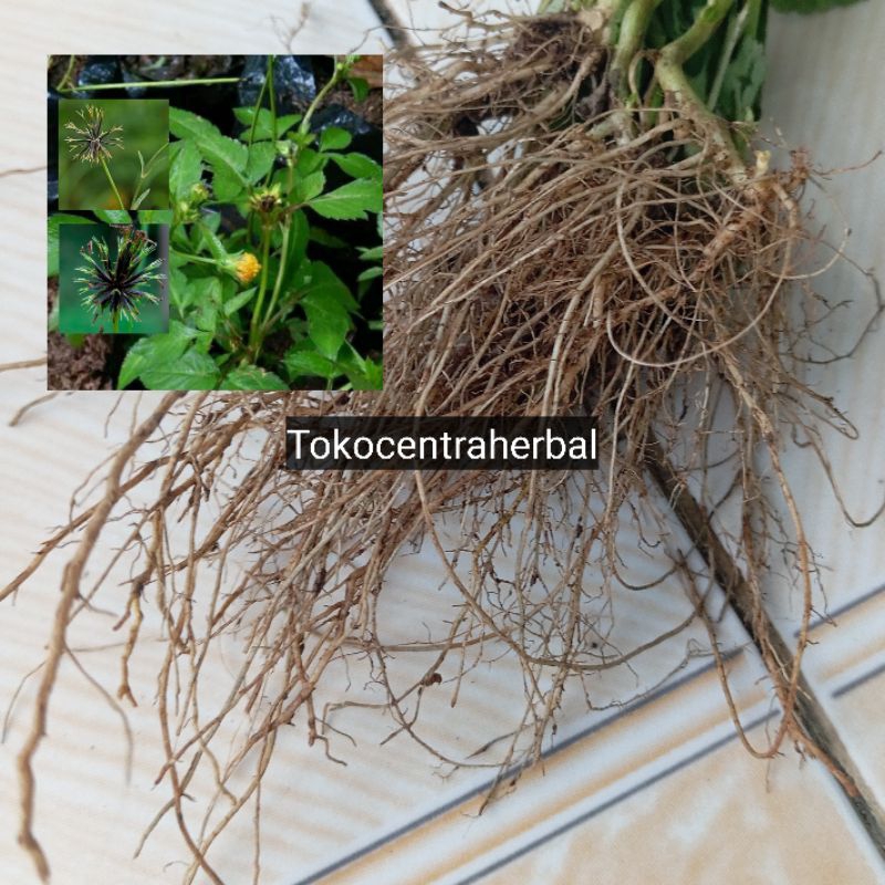 

Akar ajeran atau hareuga segar 250 gram