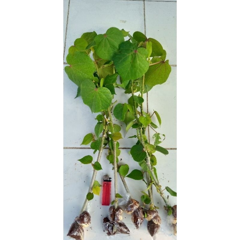Bibit waru india bahan bonsai 40-60cm cangkok
