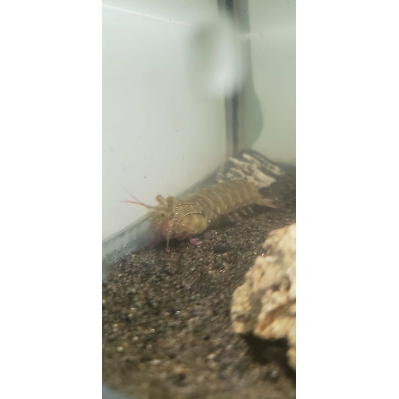 udang Mantis