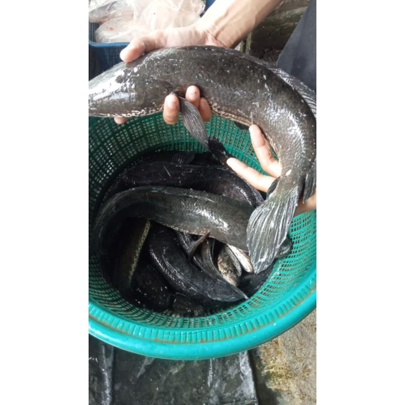 

Ikan Gabus segar 1 kg