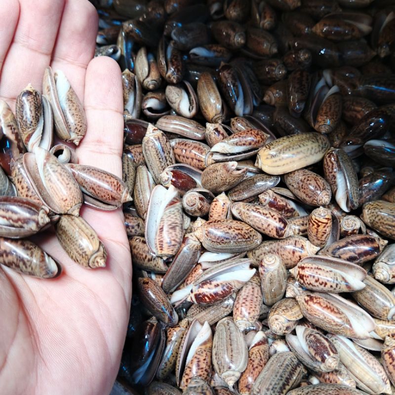 Kerang Kelengkeng - cangkang kerang - kerang dakon - kerang kerajinan - kerang ecer
