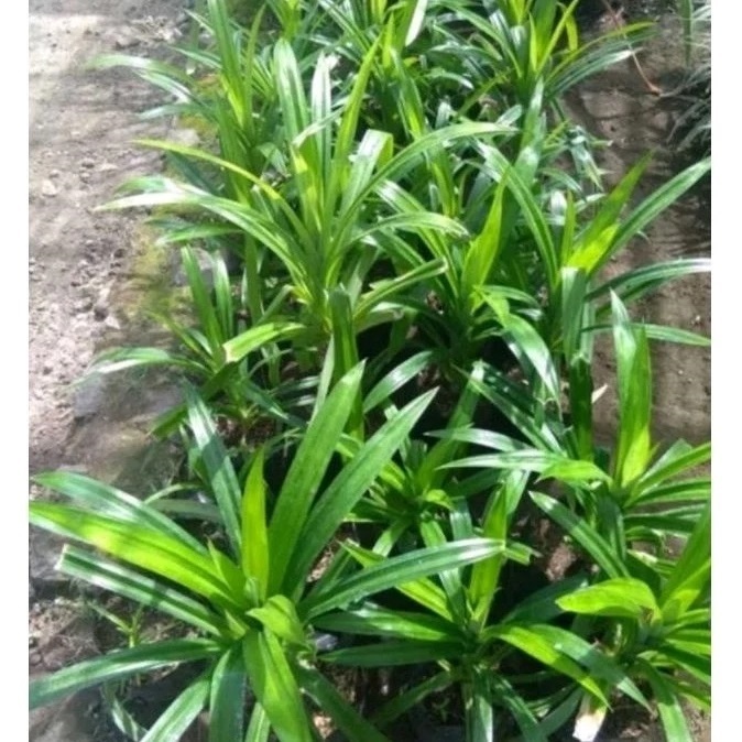 Pohon daun pandan wangi/daun pandan wangi