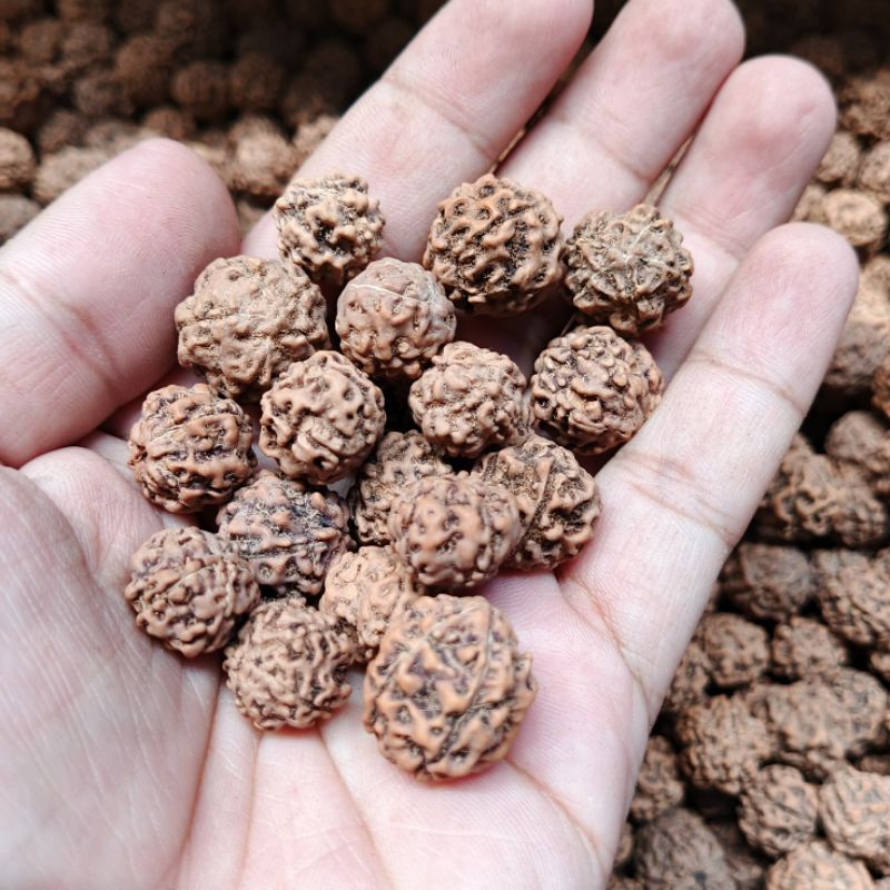 

Biji Jenitri - buah Jenitri - Jenitri ecer - bahan kerajinan