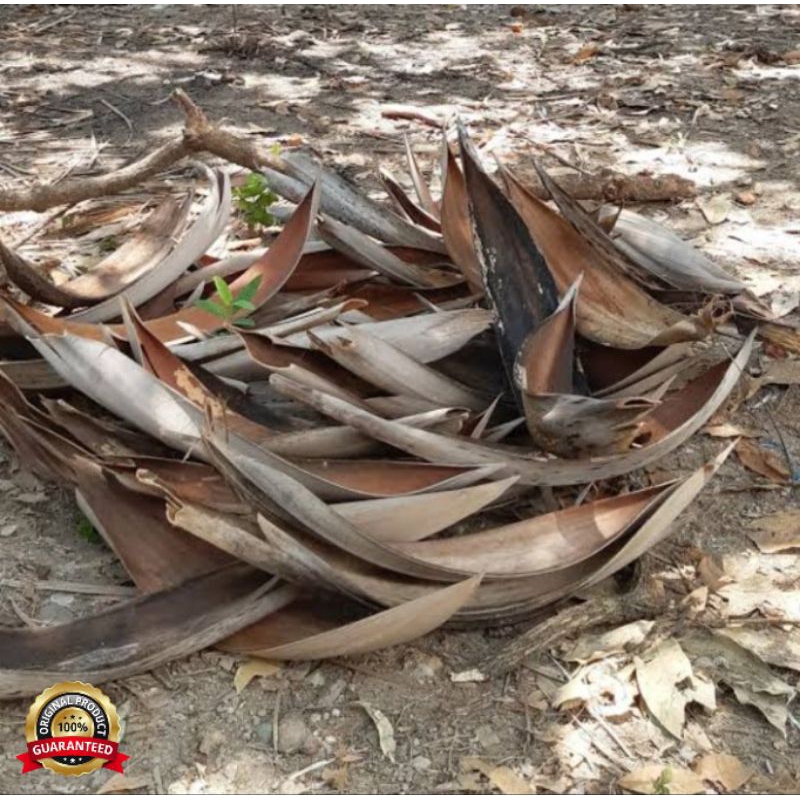 

Mancung kelapa kering bersih siap pakai diambil dadakan waktu dipesan 5 pcs