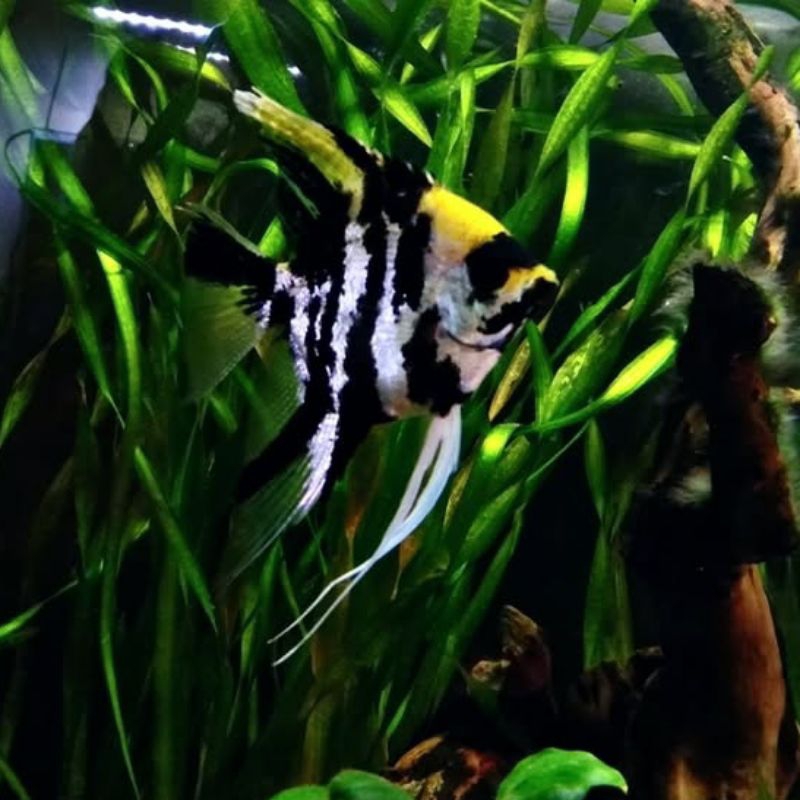 Manfish Tricolor Termurah isi 5