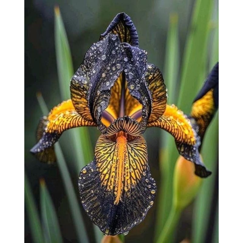 promo Tanaman Hias Anggrek Dendrobium macam macam parian bunga unikk baguss