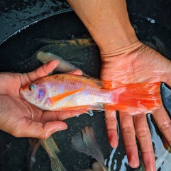 Ikan Hias Nila Kumpay [Sedang] - Slayer Merah Cantik