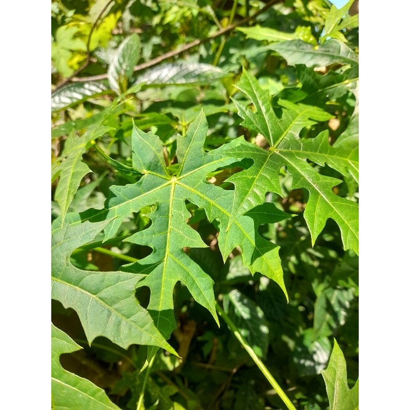 

Jual daun gedi segar atau pepaya jepang 1kg