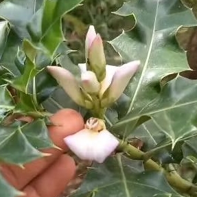 

bunga buah jeruju