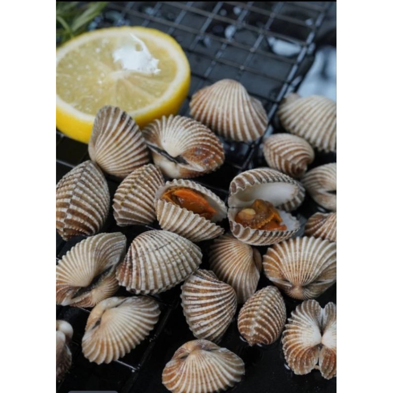 

Kerang dara hidup 500gram/ kerang dara fresh 500gram