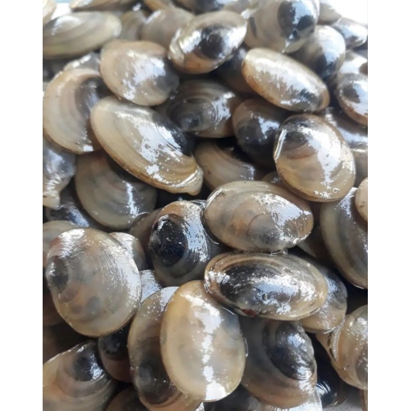 

Kepah segar fresh 500gram
