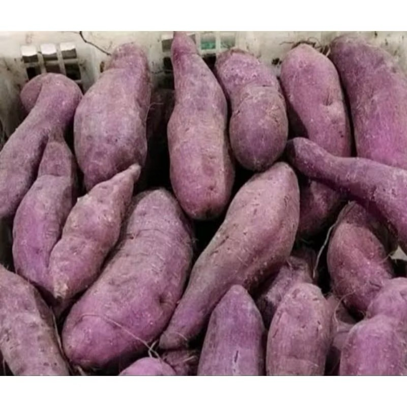 

UBI UNGU / BERAT 1 KG