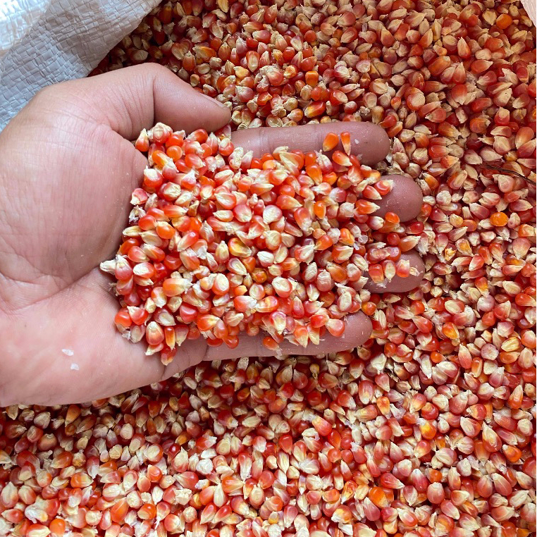 

Jagung Merah Kristal Semi Biji Timun Grade A 1kg