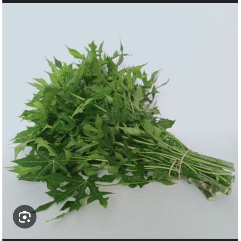 

daun pepaya jepang