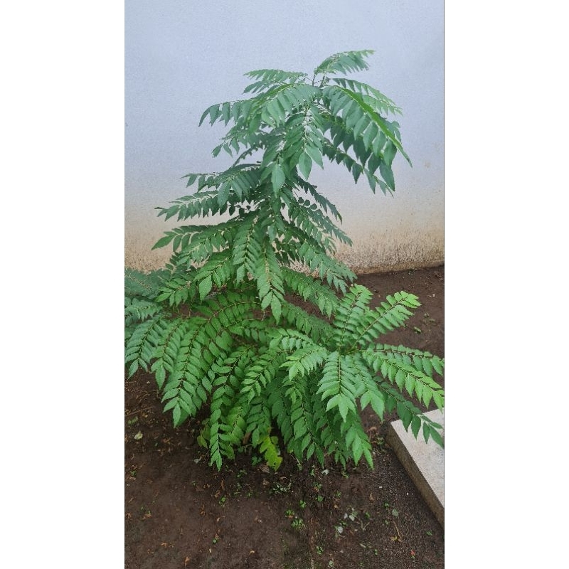 

Daun Kari Segar