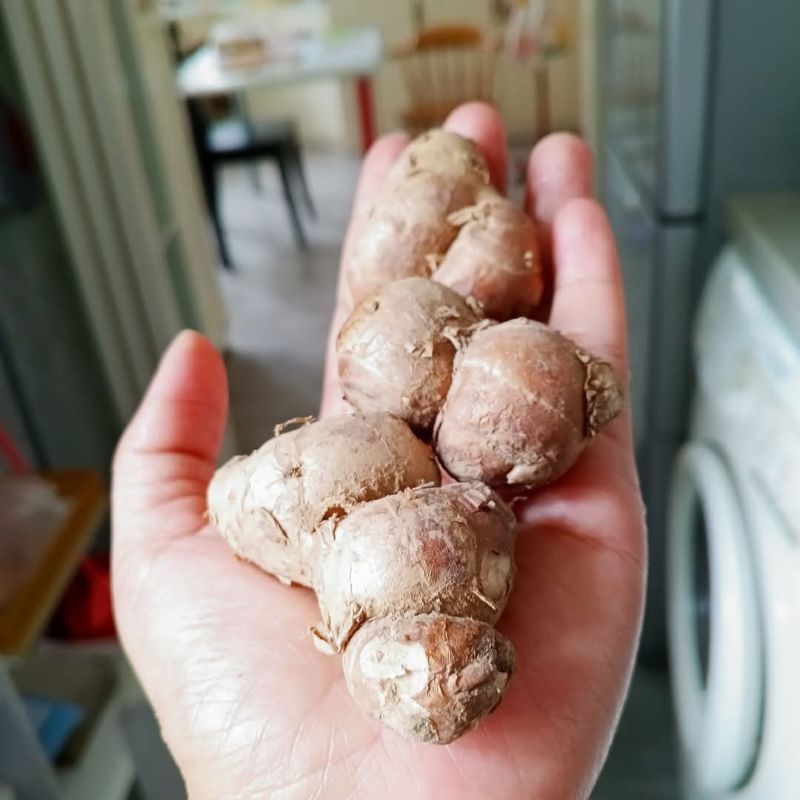 

kencur tua asli boyolali berat 250g