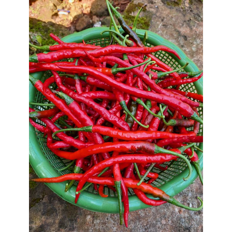 

KEYFARM Cabe keriting 1 kg