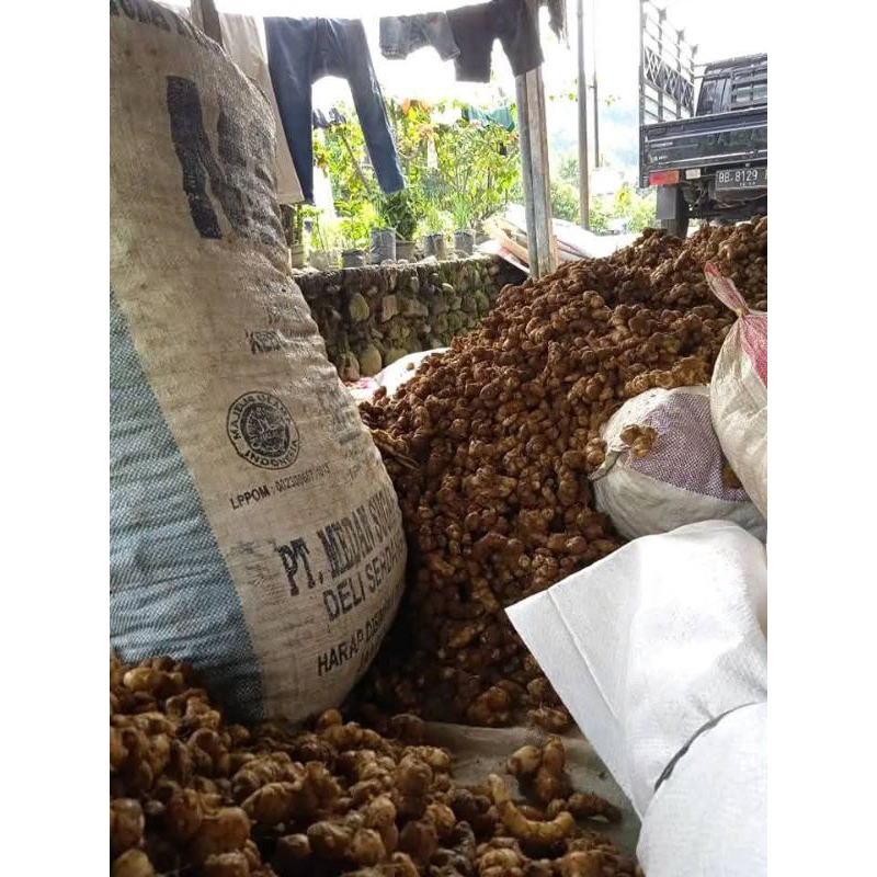 

kencur segar bumbu seblak 250g