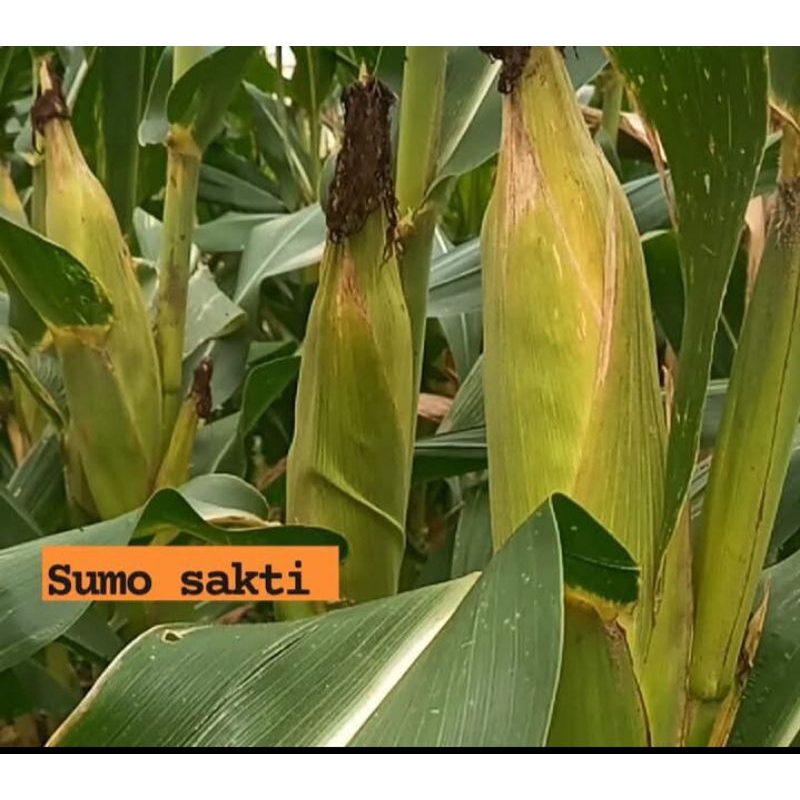 

PROMO BENIH ECER JAGUNG SUMO SEKTI 2KG TERMURAH DAN TERLARIS