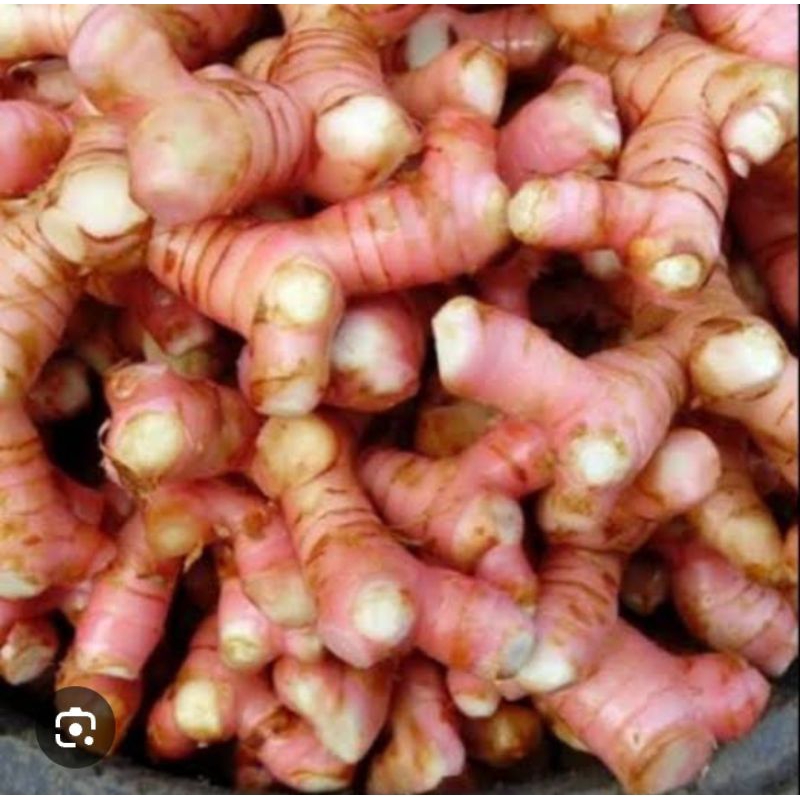 

1Kg Lengkuas Merah/Laza merah/Laos Organik