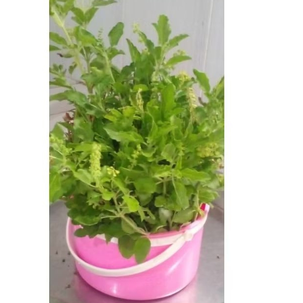 

DAUN RUKU-RUKU 25g / KEMANGI NYA ORANG PADANG