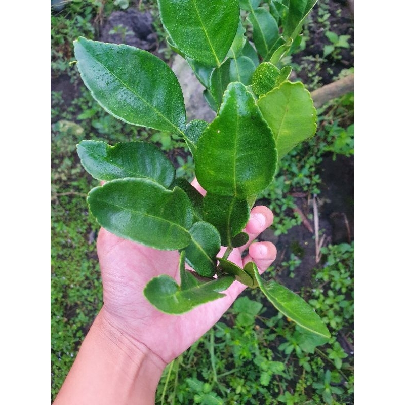 

Daun jeruk purut segar