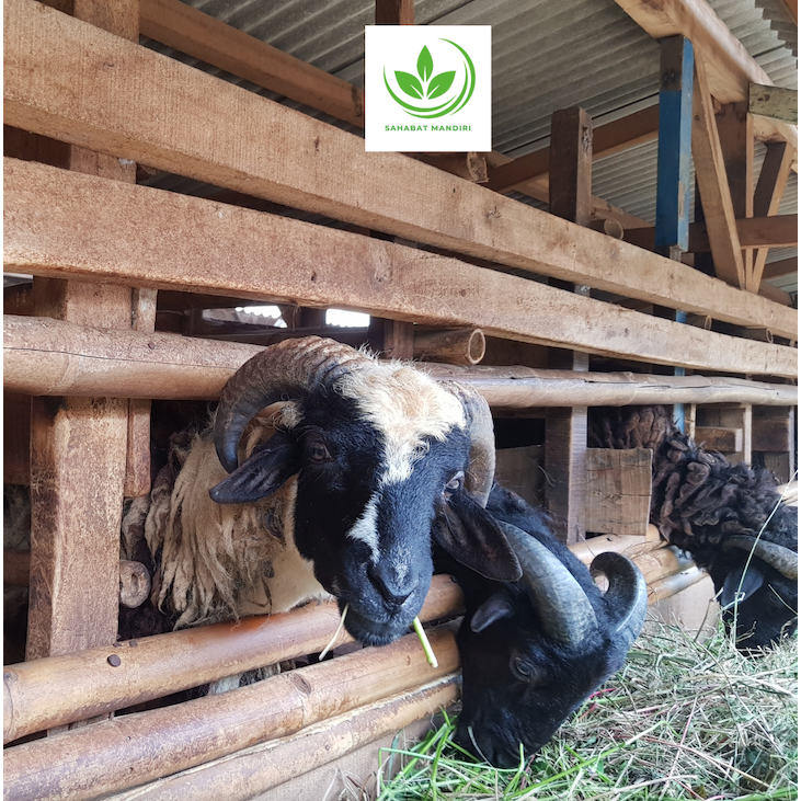 

Qurban Kambing Jantan 2025