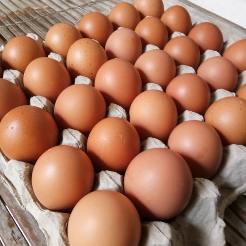 

Telur Ayam Negeri 250gr-1 kg