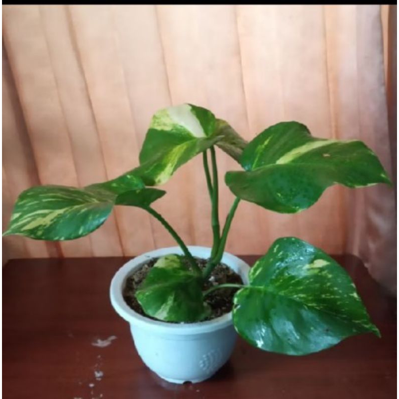 Tanaman hias Sirih gading daun besar/bibit sirih gading daun jumbo