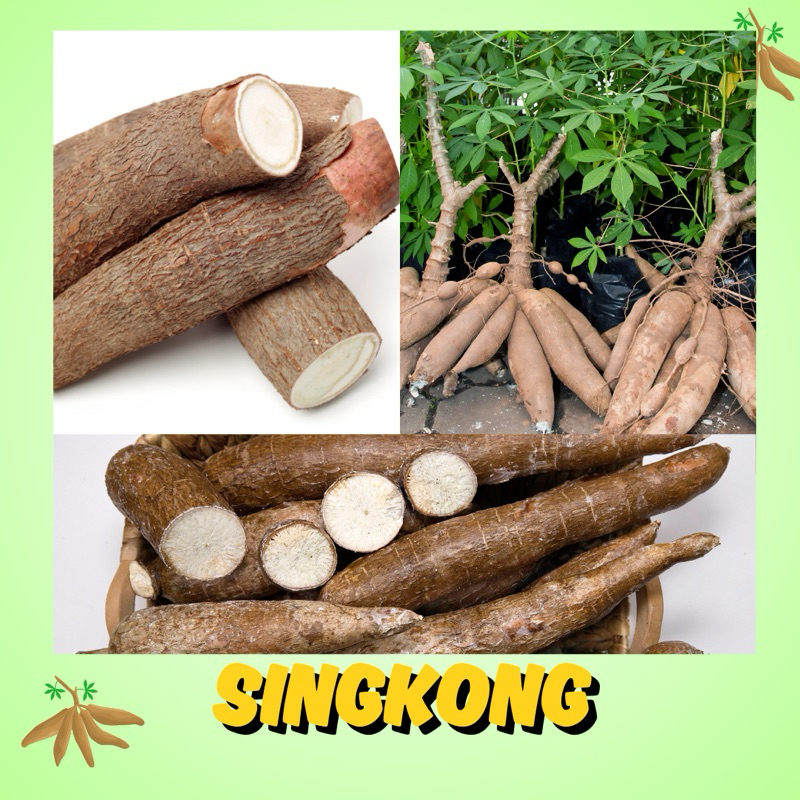 

SINGKONG 1KG / 500 gram