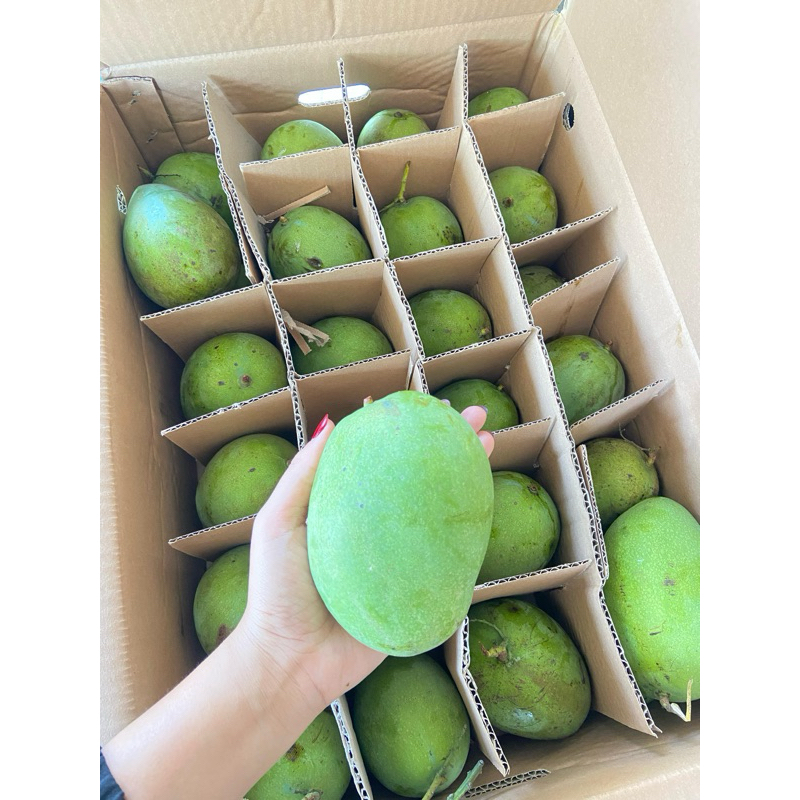 

buah mangga harumanis mangga alpukat 900-1000gr