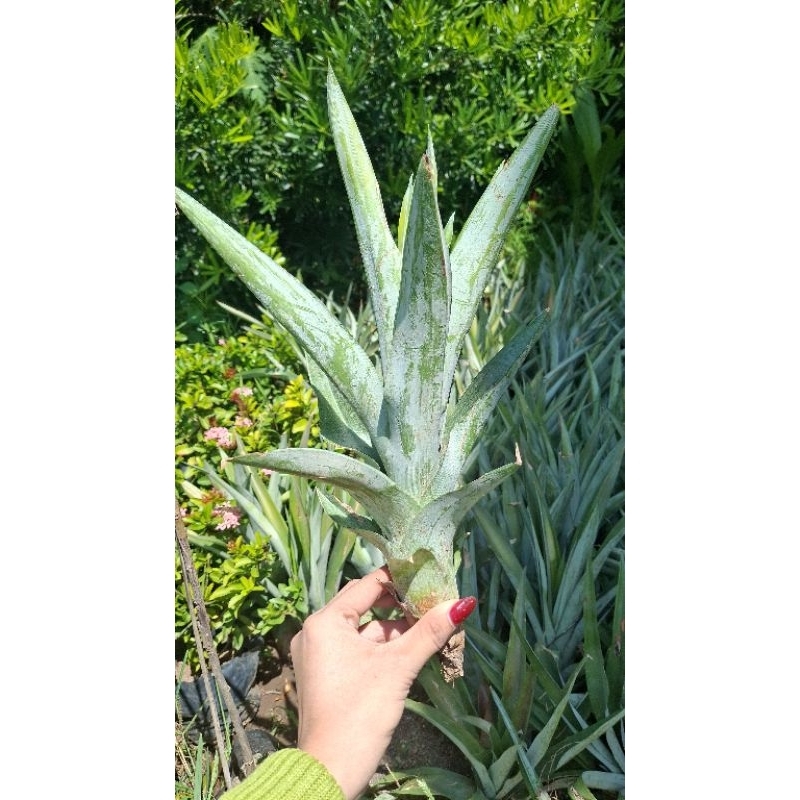 BIBIT NANAS MADU JUMBO