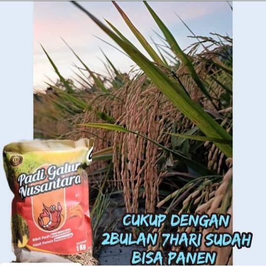 Benih Padi Genjah Galur Nusantara Sing Gelis 1Kg Umur Pendek