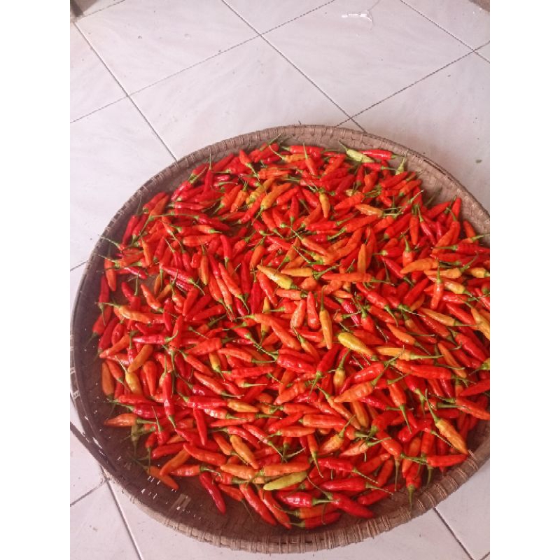 

cabe rawit merah ori