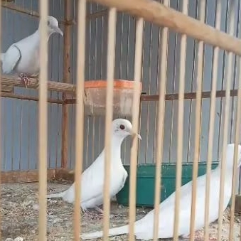 perkutut putih lurik