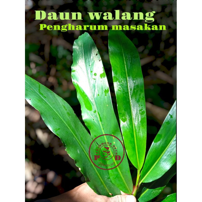 

Daun walang rempah pengharum masakan segar perlembar