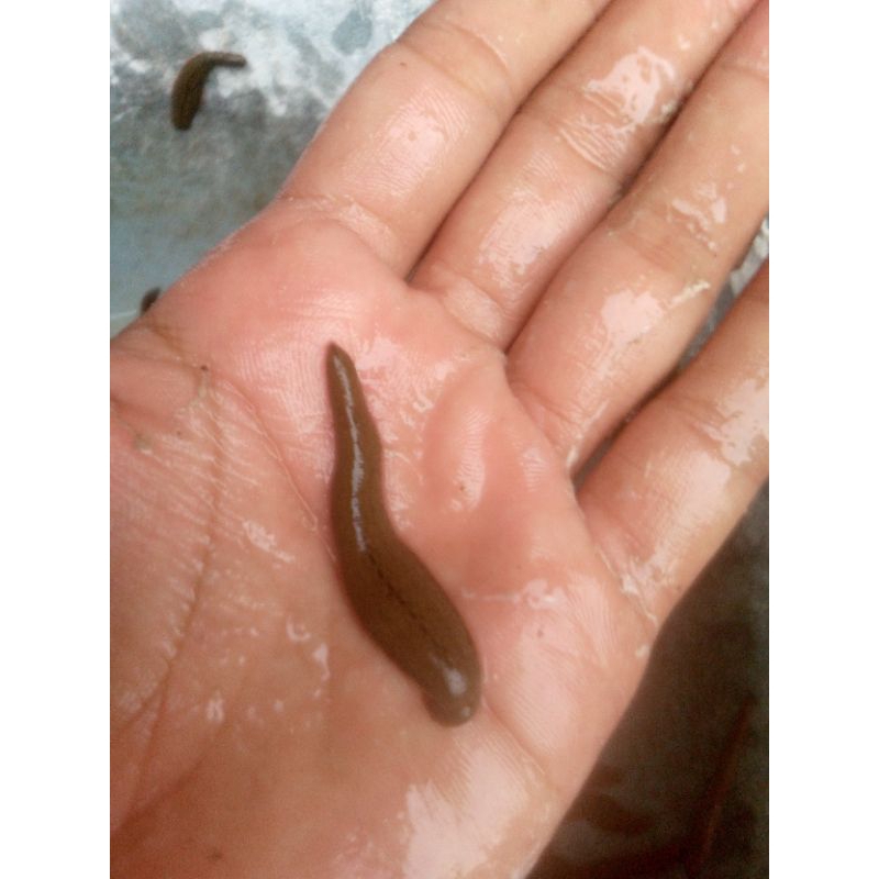 lintah steril Size SEDANG (siap pakai untuk terapi)