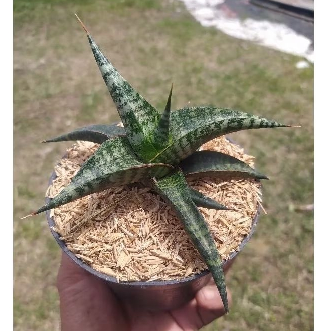 sansivera hibrid cordova