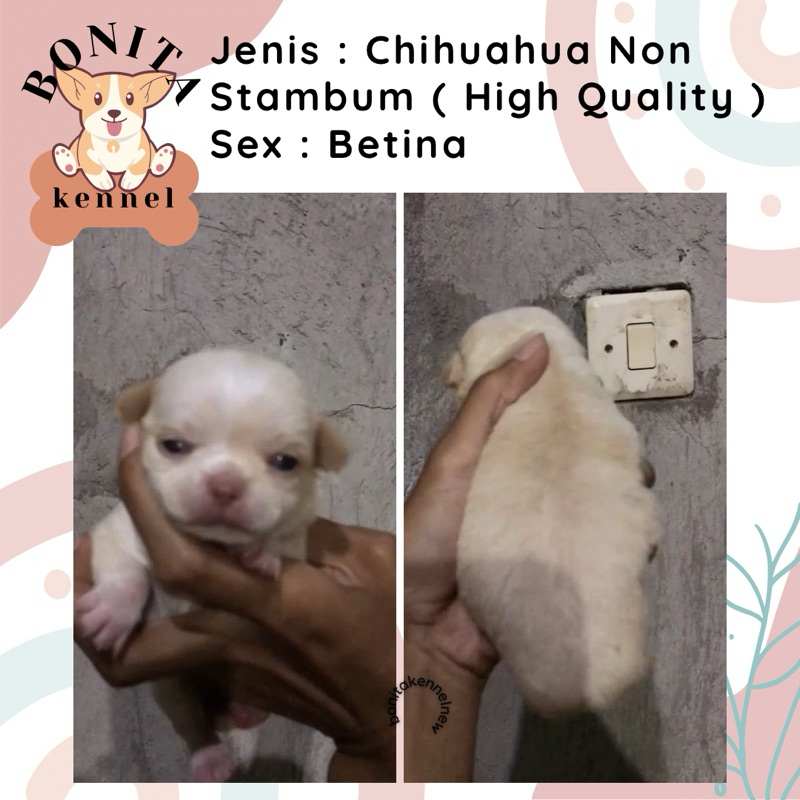 Chihuahua Non Stambum Anak Anjing Mini Chihuahua