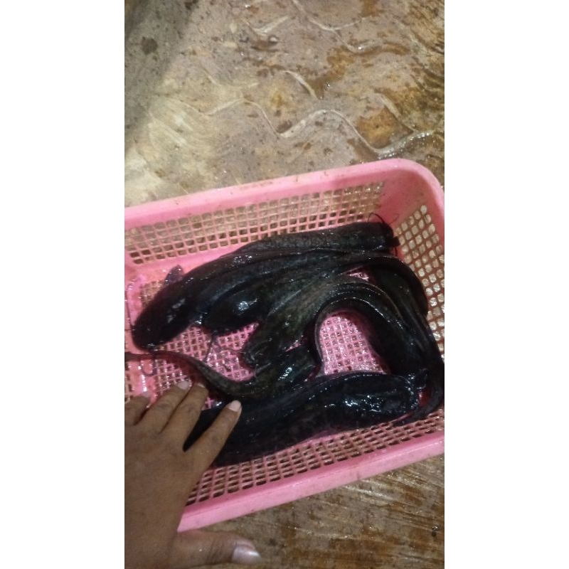 

Ikan Lele Segar 1kg