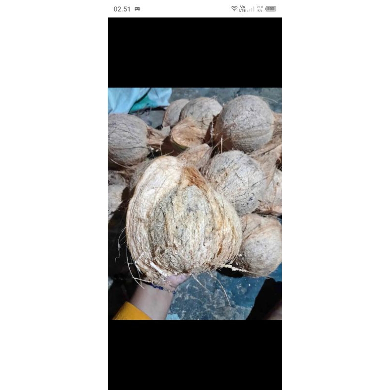 

Kelapa Tua Ukuran Sedang Utuh Tanpa Tabon