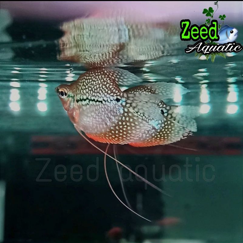 ikan hias air tawar Dwarf Gourami SB sepat mutiara bonsai import (rare)