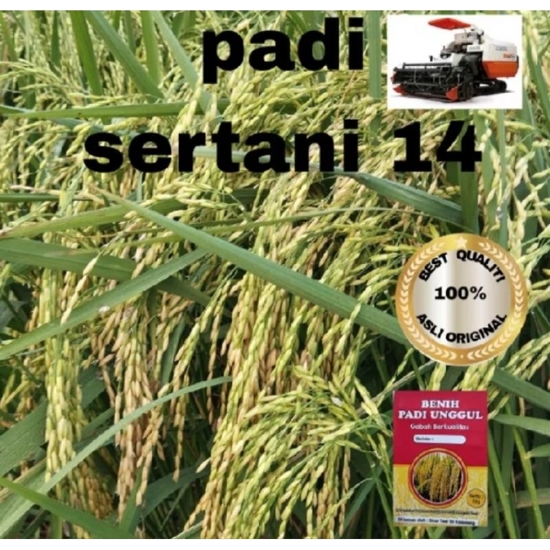 BENIH PADI SERTANI 14 KUALITAS 5KG BENIH PADI ORIGINAL