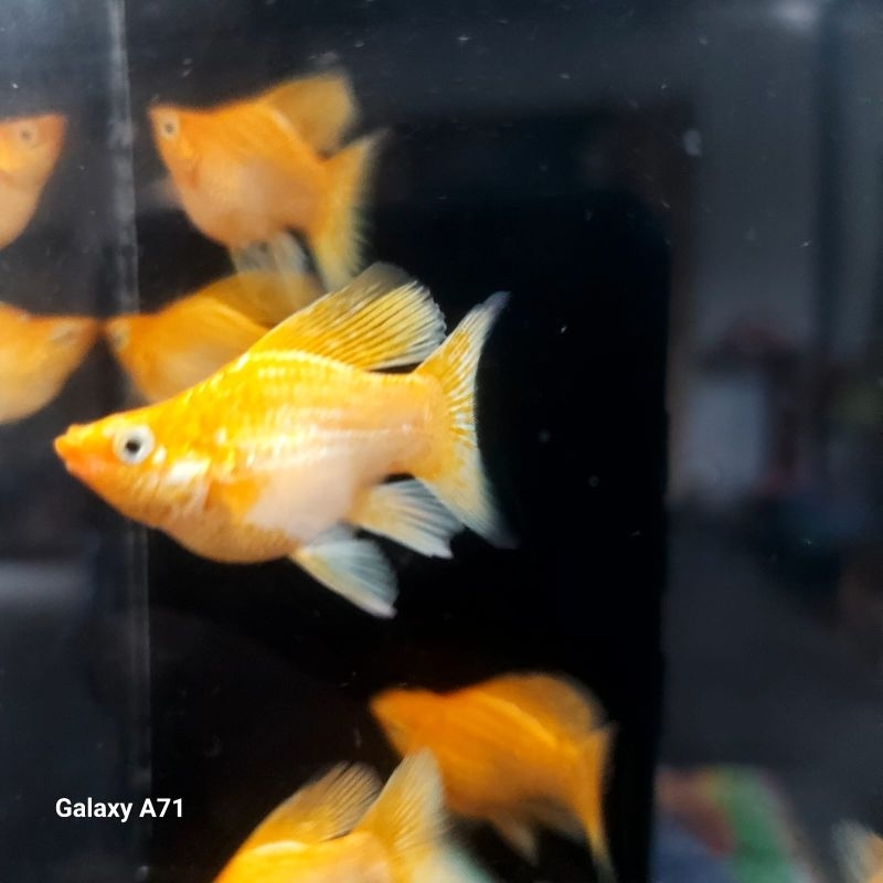 molly balon cawang supergold jumbo