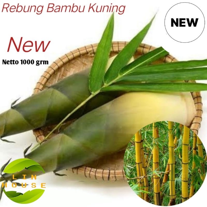 

Rebung Bambu Kuning-Rebung Muda Sayur