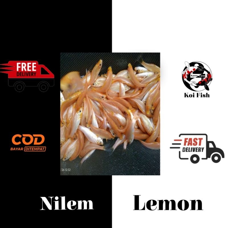 PROMO TERMURAH paket bibit terapi nilem lemon isi 200 size 2-3 cm berkualitas dan bergaransi