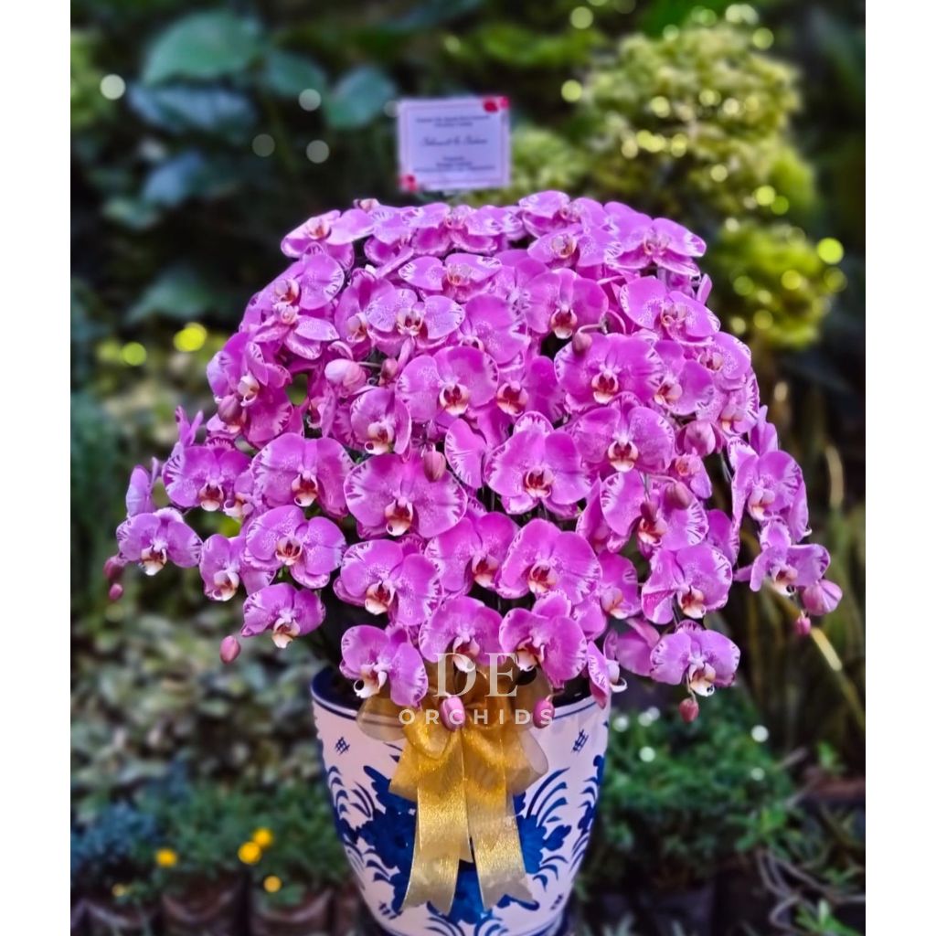 Anggrek bulan isi 13 pohon warna Pink Pot Keramik