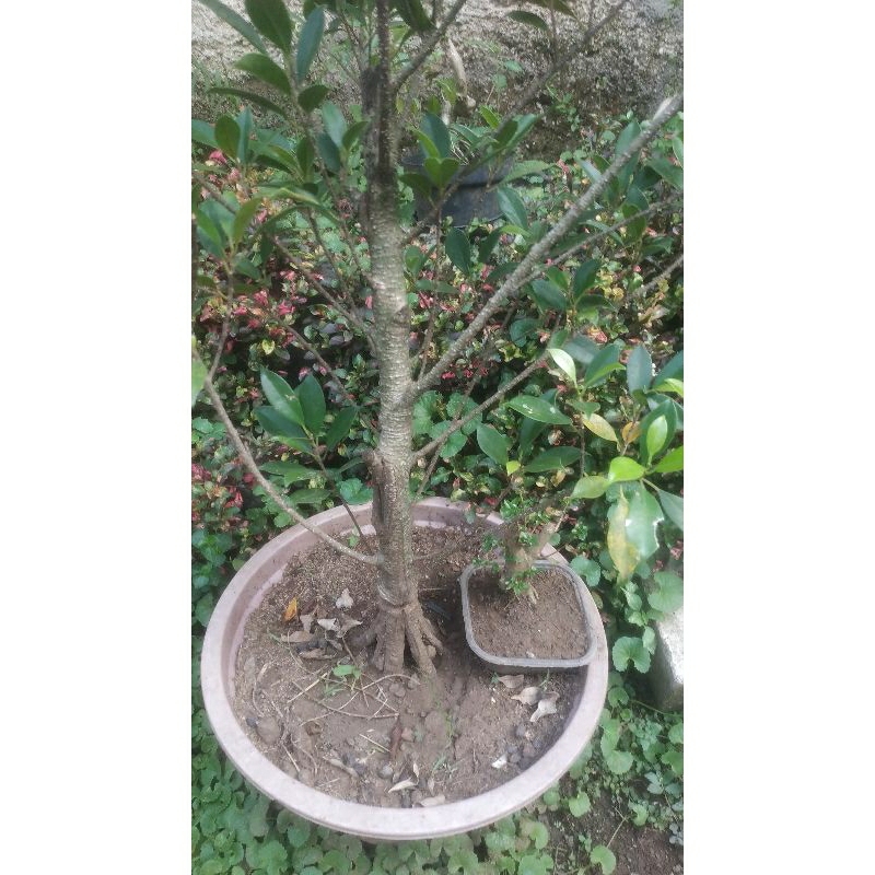 kimeng pecah batang 8 110000 saja